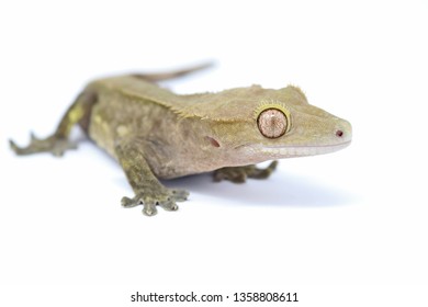 Crested Gecko (Rhacodactylus ciliatus) also known as New Caledonean Gecko
