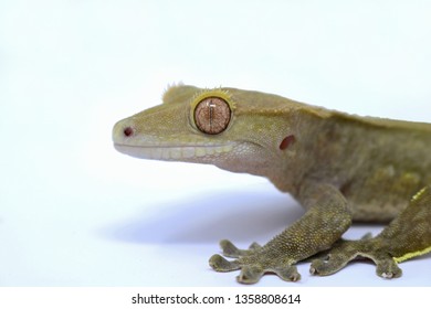 Crested Gecko (Rhacodactylus ciliatus) also known as New Caledonean Gecko