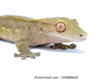 Crested Gecko (Rhacodactylus ciliatus) also known as New Caledonean Gecko