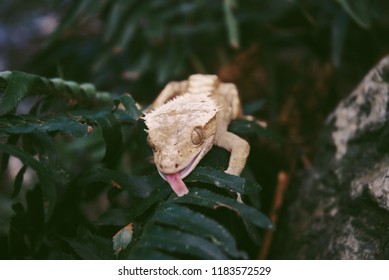 Crested Gecko Sticking Tongue Out On A Fern