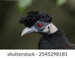 Crested Guineafowl portrait with a bright red eye and a dark green background. Punk rocker bird with a mohawk