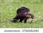 a crested hawk eagle fighting with snake	