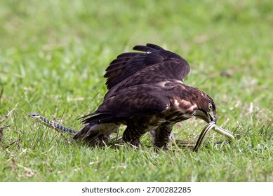 a crested hawk eagle fighting with snake	