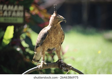 Crested hawk eagle perched on falconry glove with distinctive crest feathers raised. Majestic bird of prey with sharp talons and intense yellow eyes.