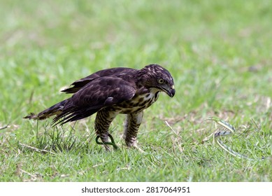 a crested hawk eagle is trying to paralyze its prey