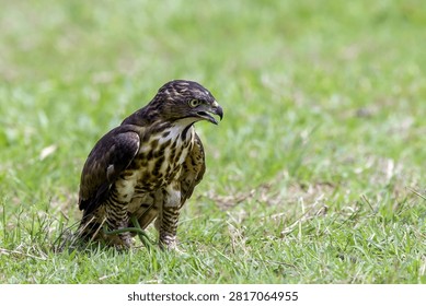 a crested hawk eagle is trying to paralyze its prey