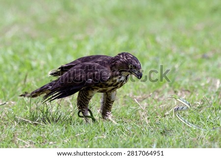 a crested hawk eagle is trying to paralyze its prey