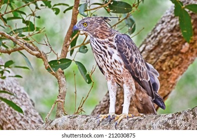 Crested Hawk Eagle At Wilpattu National Park