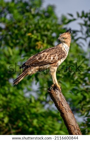Crested hawk-eagle perched in a bare treetop in the evening at Udawalawa national park forest, Crested hawk-eagle is also known as changeable hawk-eagle (Nisaetus Cirrhatus). 