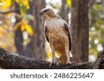 
The Crested Hawk-Eagle, with striking plumage and a prominent crest, soars gracefully, embodying power and elegance, a majestic raptor found in dense forests and woodlands.