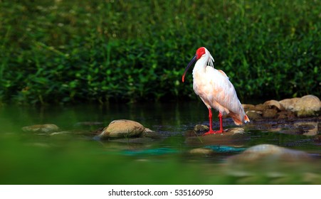 Crested Ibis