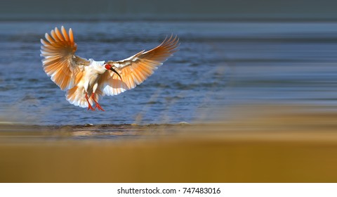 朱鷺 イラスト の写真素材 画像 写真 Shutterstock