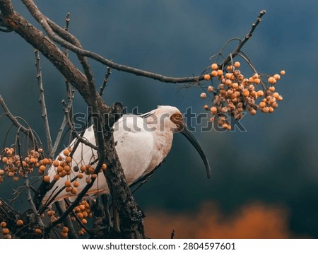 Crested ibis perched on bare branch among orange berries in natural habitat