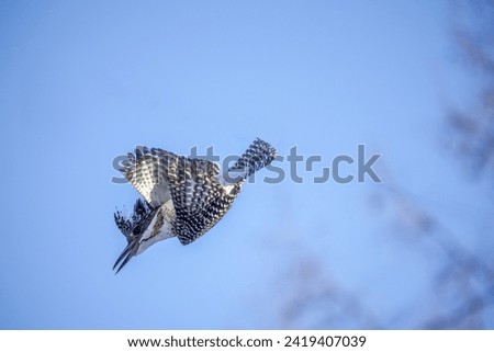 Crested Kingfisher in flight against a winter sky.