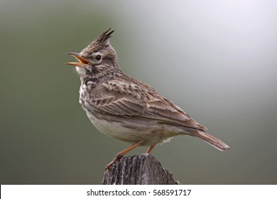 Crested Lark