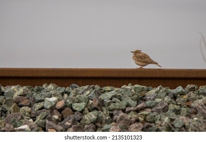 a crested lark  bird is cold on the train track