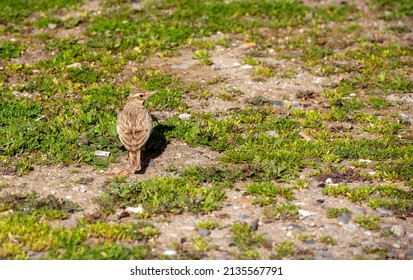 a crested lark bird in the grass