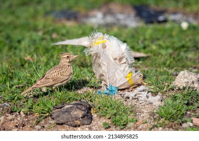 A crested lark bird and litter