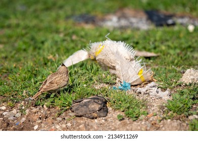 Crested lark bird and litter