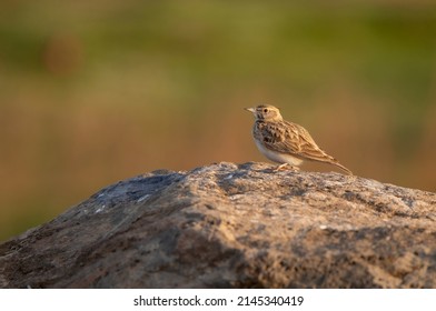 a crested lark bird on the rock