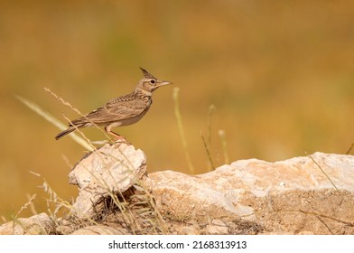 crested lark bird on the stone
