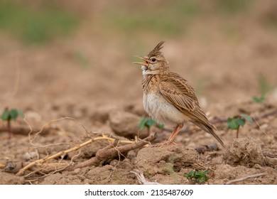 A crested lark bird is singing