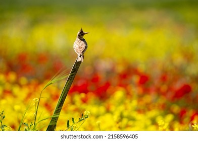 crested lark bird in yellow and red flowers