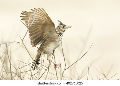 Crested lark - in the dry desert. Bahrain
