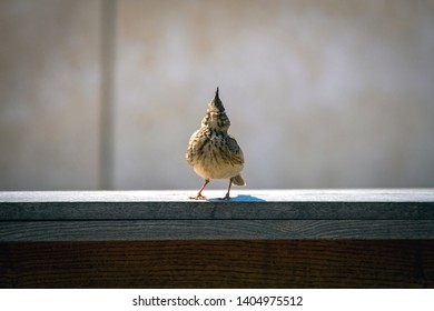 Crested Lark or Galerida cristata bird