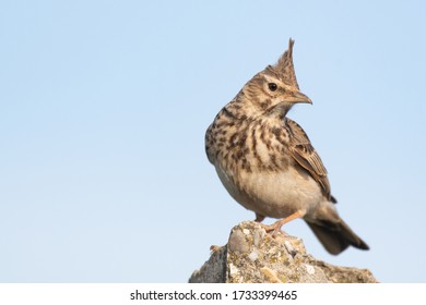 A Crested Lark Galerida cristata. The bird is sitting on a stone post, and looks at the camera.