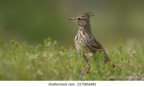 Crested Lark (Galerida cristata) sitting in grass with a green background.