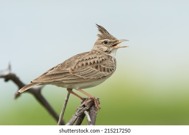 A Crested Lark (Galerida Cristata) In Song