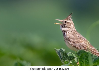 Crested Lark. Galerida Cristata. İts Song Bird At Luleburgaz Türkiye