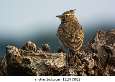 Crested Lark (Galerida cristata) standing in the top of a piece of wood