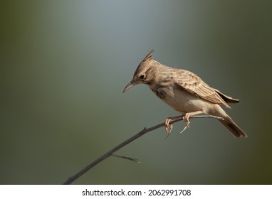 Crested Lark perched on a dry branch, Bahrain 