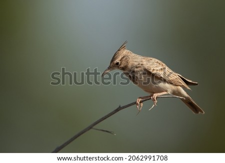 Crested Lark perched on a dry branch, Bahrain 