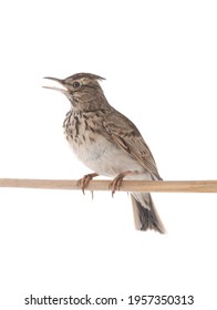 Crested lark sits on a branch isolated on white background