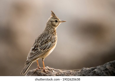 The crested lark is a species of lark distinguished from the other 81 species of lark 