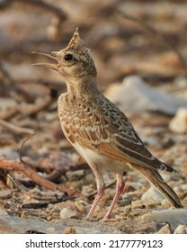 The crested lark is a species of lark widespread across Eurasia and northern Africa. It is a non-migratory bird, but can occasionally be found as a vagrant in Great Britain.
