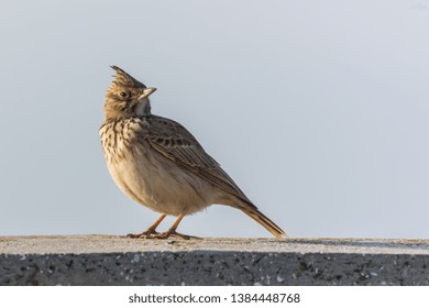 A Crested Lark Taking a Break and Proudly Waiting to be Photographed