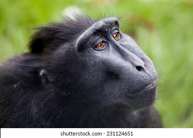 Crested Macaque