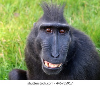 Crested Macaque