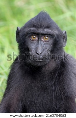 A Crested macaque (Macaca Nigra)