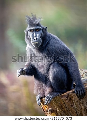 A Crested macaque (Macaca Nigra)