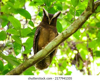 Crested Owl on tree branch against green leaves - Shutterstock ID 2177941335
