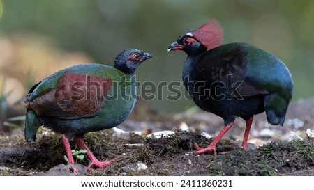 Crested Partridge (Rollulus rouloul) showcasing its exquisite and distinctive appearance. This beautiful bird, with its elegant plumage and crested head, is a testament to the diversity of wildlife.