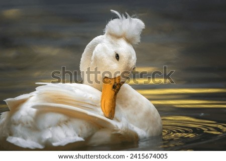 A crested pekin duck swimming in a body of water.
