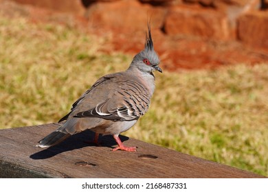 Crested Pigeon In The Australian Outback