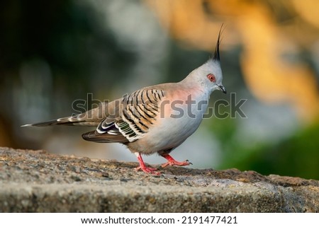Crested Pigeon (Ocyphaps lophotes) a beautiful common pigeon of Australia. Crested colorful bird walking on the ground in the evening sun.