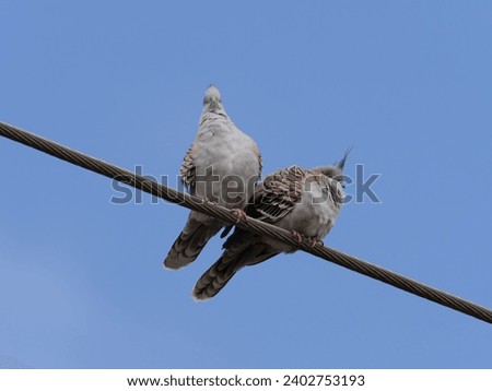 Crested Pigeon (Ocyphaps lophotes) pair perched on a overhead powerline with a blue sky background.